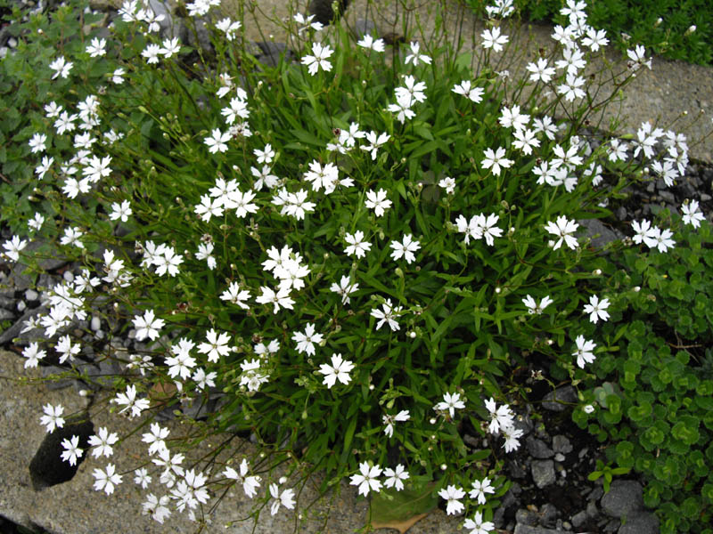 Heliosperma alpestre photo